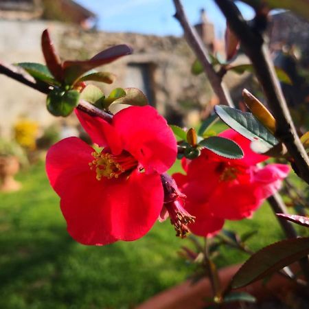 Zia Chiarina Bed & Breakfast San Nicolo Gerrei Dış mekan fotoğraf