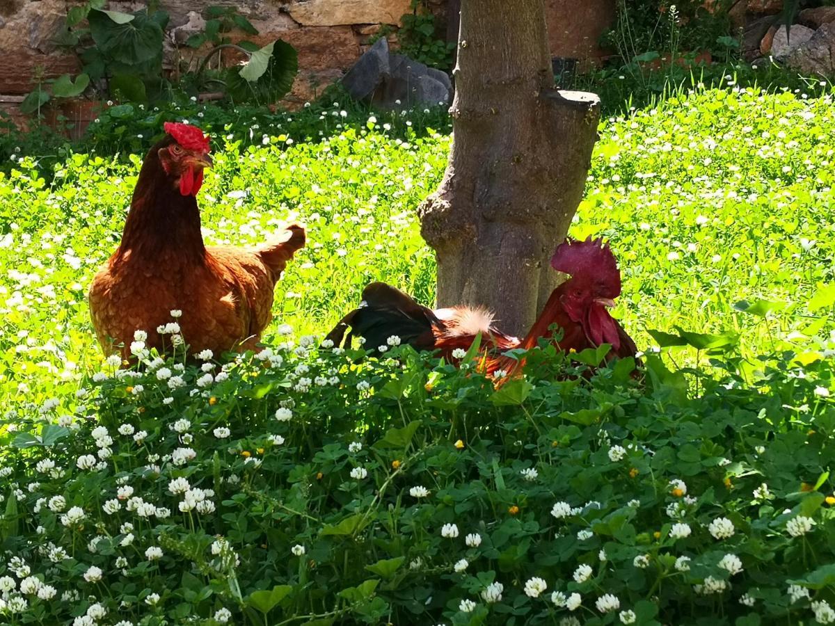 Zia Chiarina Bed & Breakfast San Nicolo Gerrei Dış mekan fotoğraf